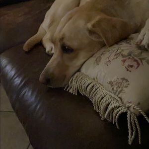 Meet your Posher, Alta